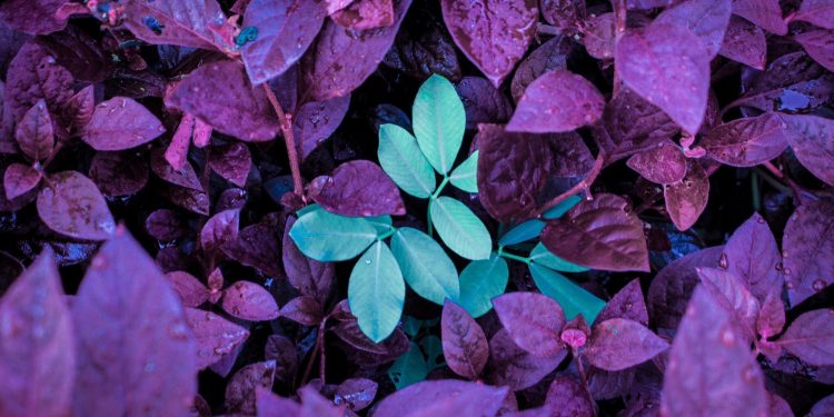 Insurance coverage Information: Cultivating a sustainable future | Insurance coverage Weblog