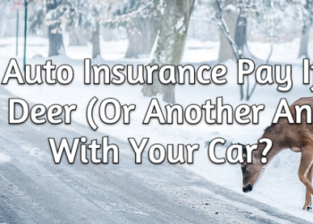 Will Auto Insurance coverage Pay if You Hit an Animal With Your Automobile?