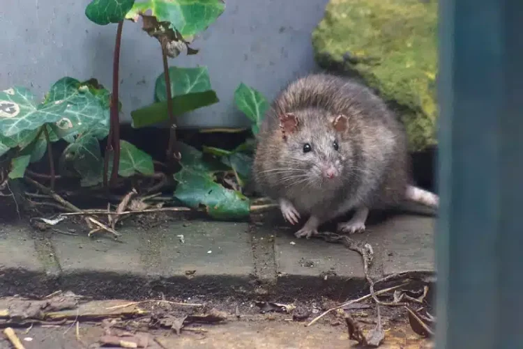 DslogdRAT Malware Deployed In Ivanti Join Safe Assaults