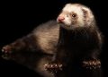 New FlexibleFerret Malware Chain Targets macOS With Go Backdoor
