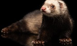 New FlexibleFerret Malware Chain Targets macOS With Go Backdoor