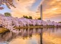 Cherry Blossom Journey Information and Distinctive Spring Blooms Across the World – TME Journey Insurance coverage