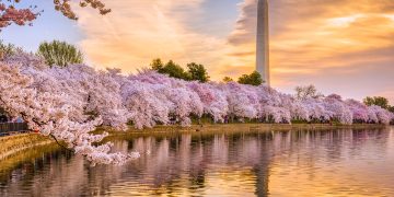 Cherry Blossom Journey Information and Distinctive Spring Blooms Across the World – TME Journey Insurance coverage