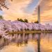 Cherry Blossom Journey Information and Distinctive Spring Blooms Across the World – TME Journey Insurance coverage